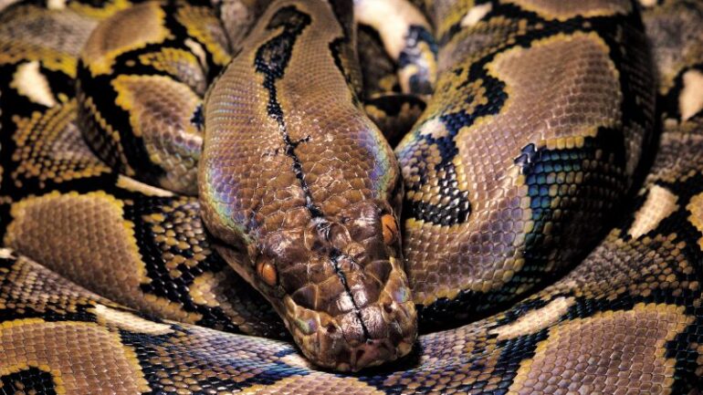 Python